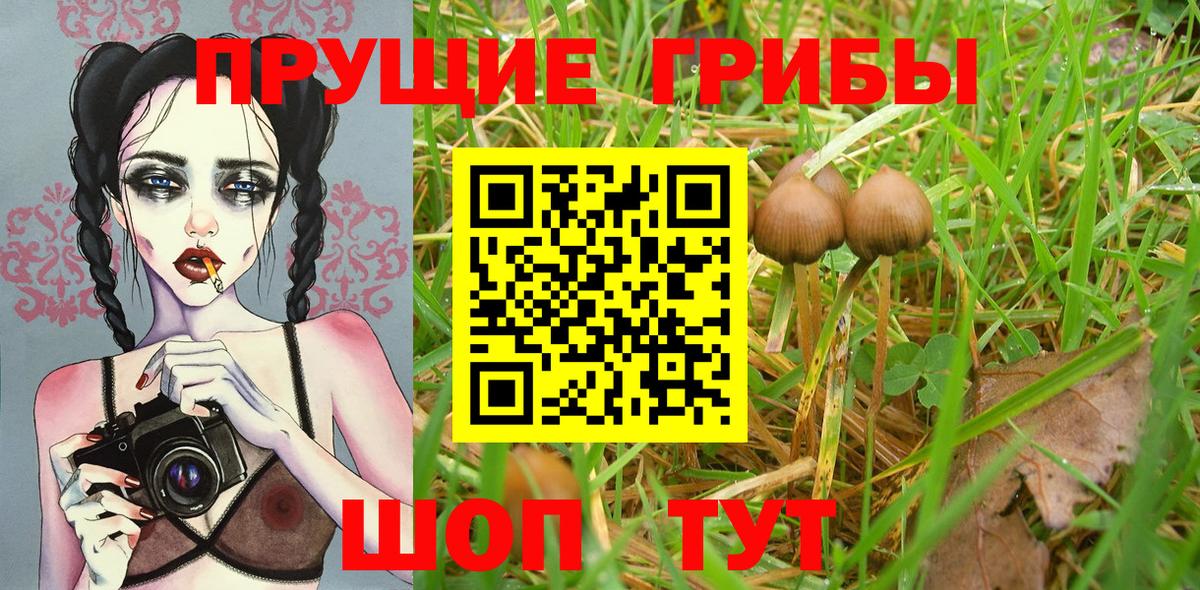 Чебоксары  Псилоцибиновые грибы Psilocybe  Вход с VPN 